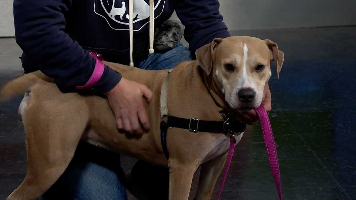 Meet Daisy, our Adoptable Pet of the Week in Greater Portland