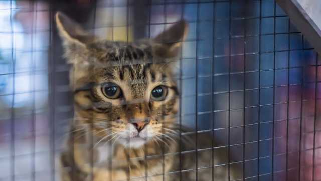 Collier County shelter halts general cat intake as overcrowding, disease management concerns rise