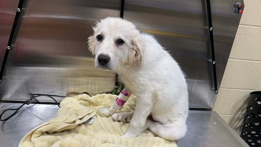 Puppy rescued from hoarding case battles parvovirus
