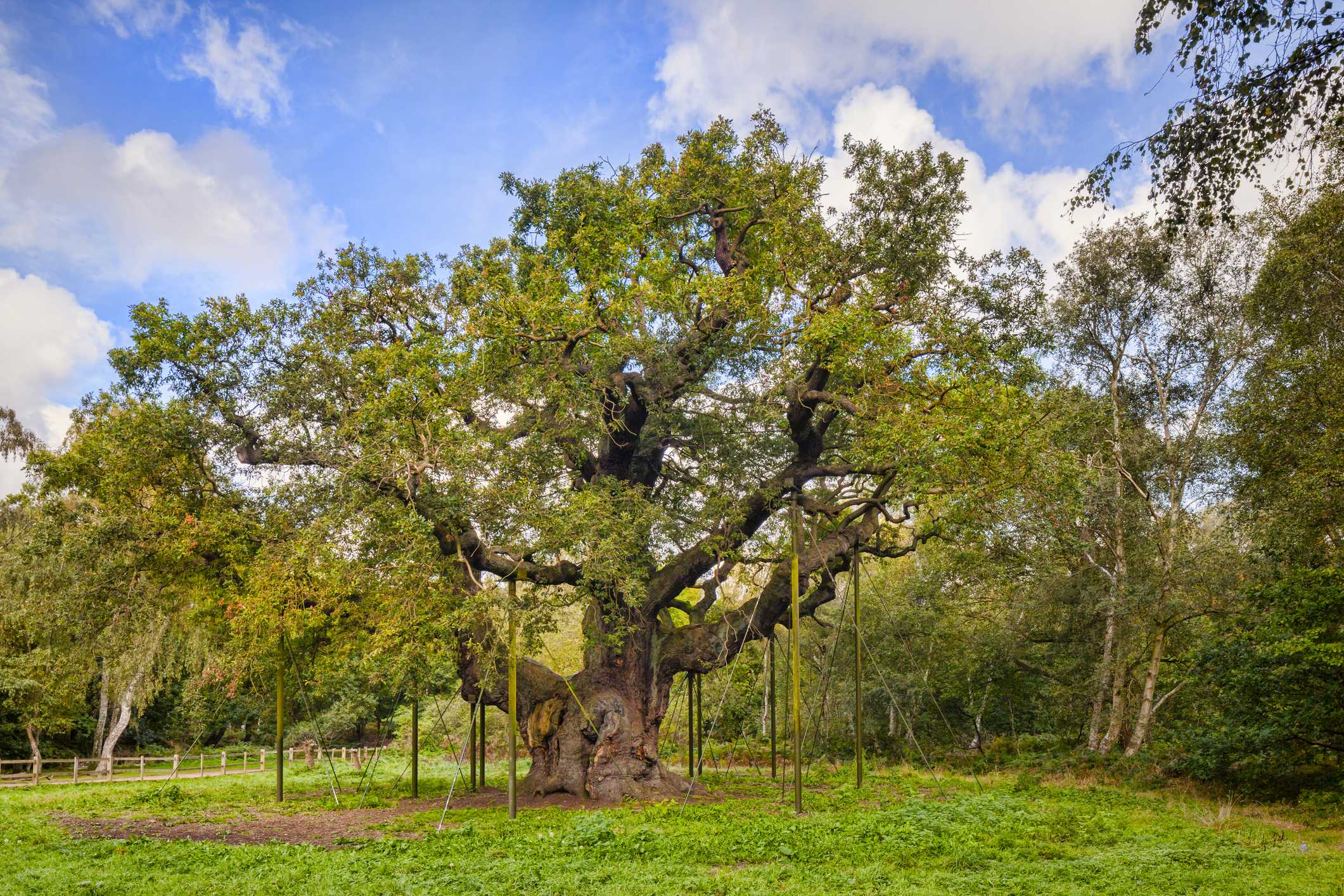Ancient Sherwood Forest oak tree reputed to have sheltered Robin Hood has died
