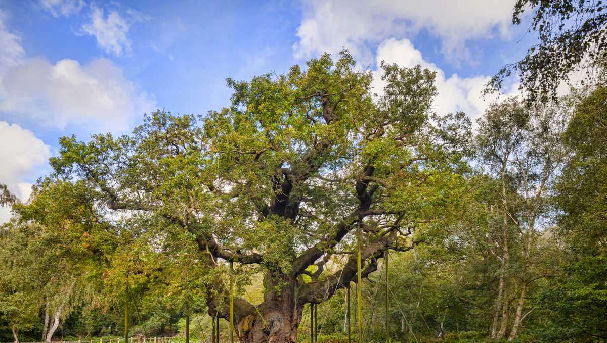 Ancient Sherwood Forest oak tree reputed to have sheltered Robin Hood has died