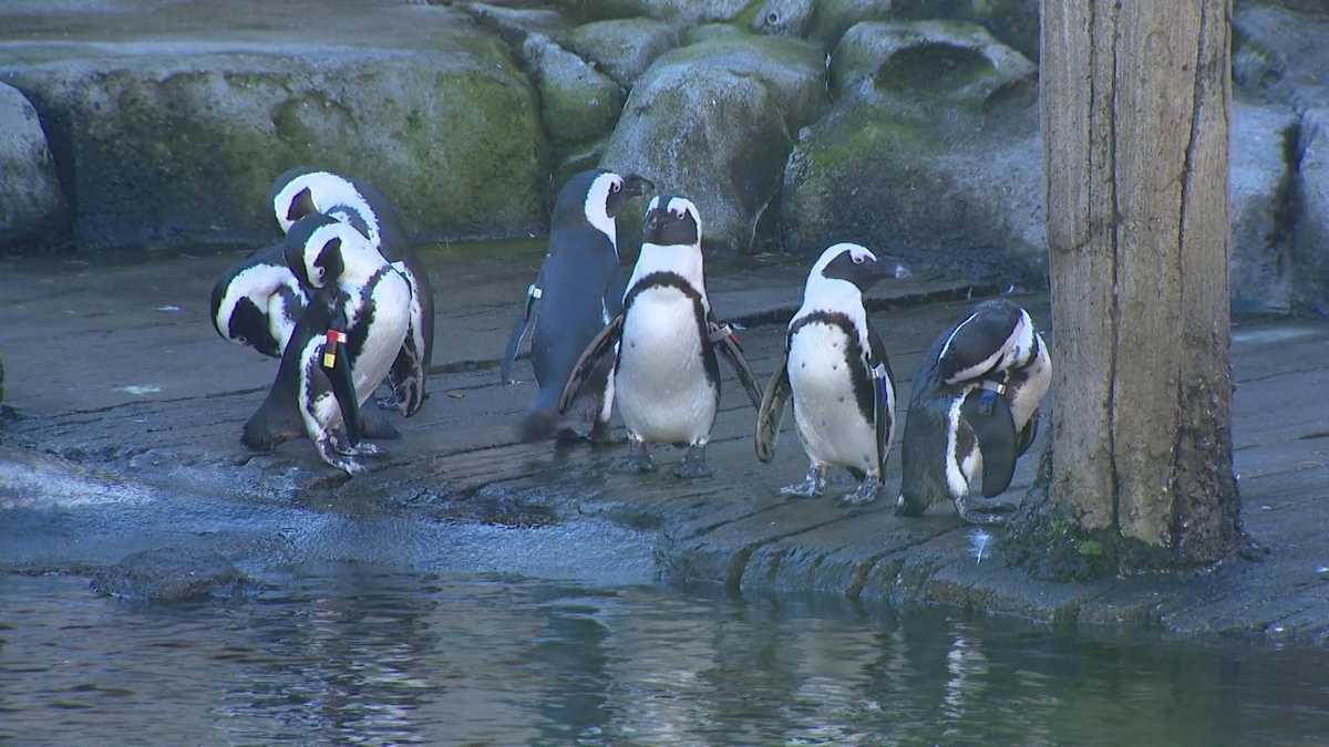 'Wait a minute, is that a penguin?': Runners to pass through zoo