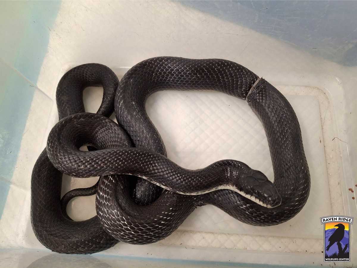 Pa. wildlife center rescues snake found with plastic ring wrapped ...