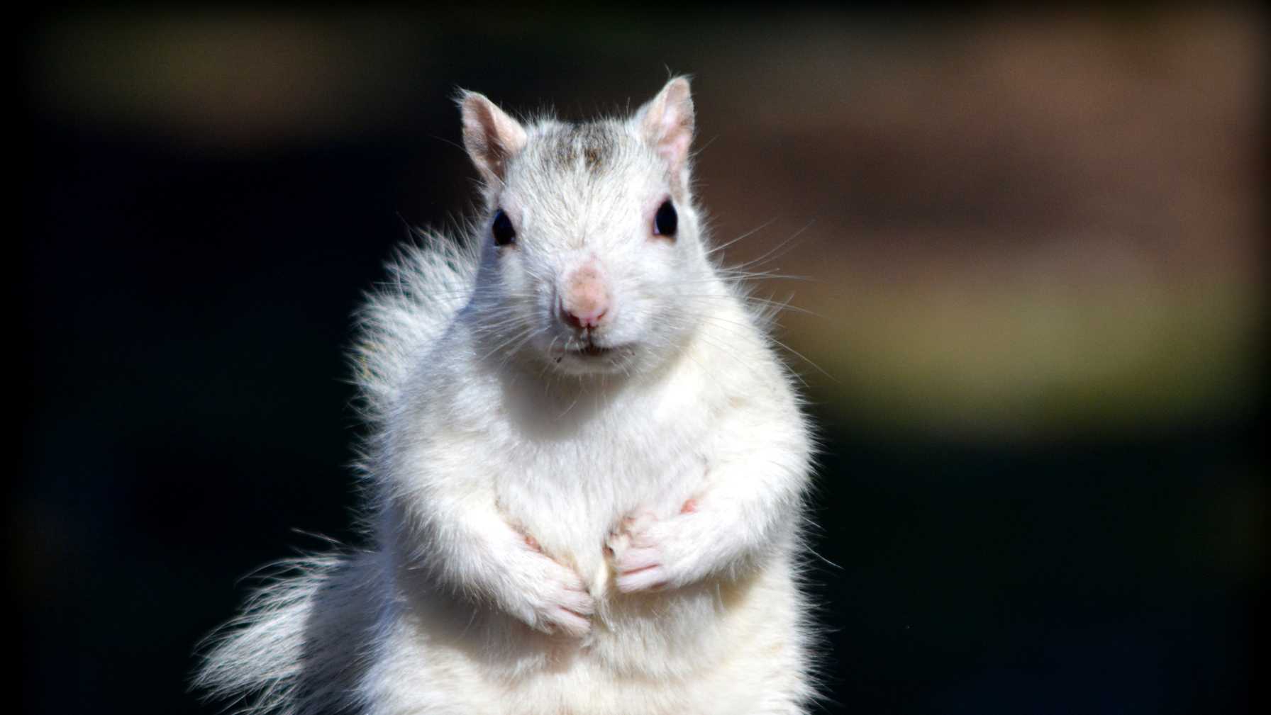 This North Carolina city pays homage to the 'white squirrel' with a weekend long festival