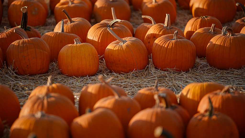 Pumpkin patches, apple orchards and things to do this fall around central Iowa