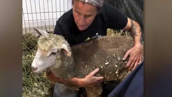 Baby sheep found in Lancaster County yard recovering at sanctuary