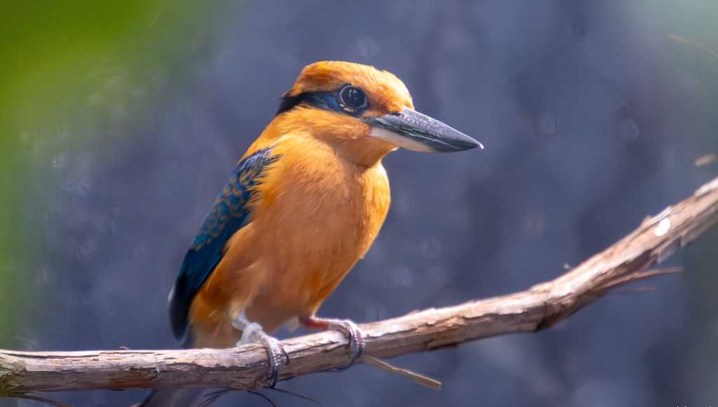 Cincinnati Zoo sends endangered bird species to Animal Kingdom to become candidate for wild release
