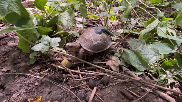 Cincinnati Zoo, wildlife officials help turtles acclimate to the wild