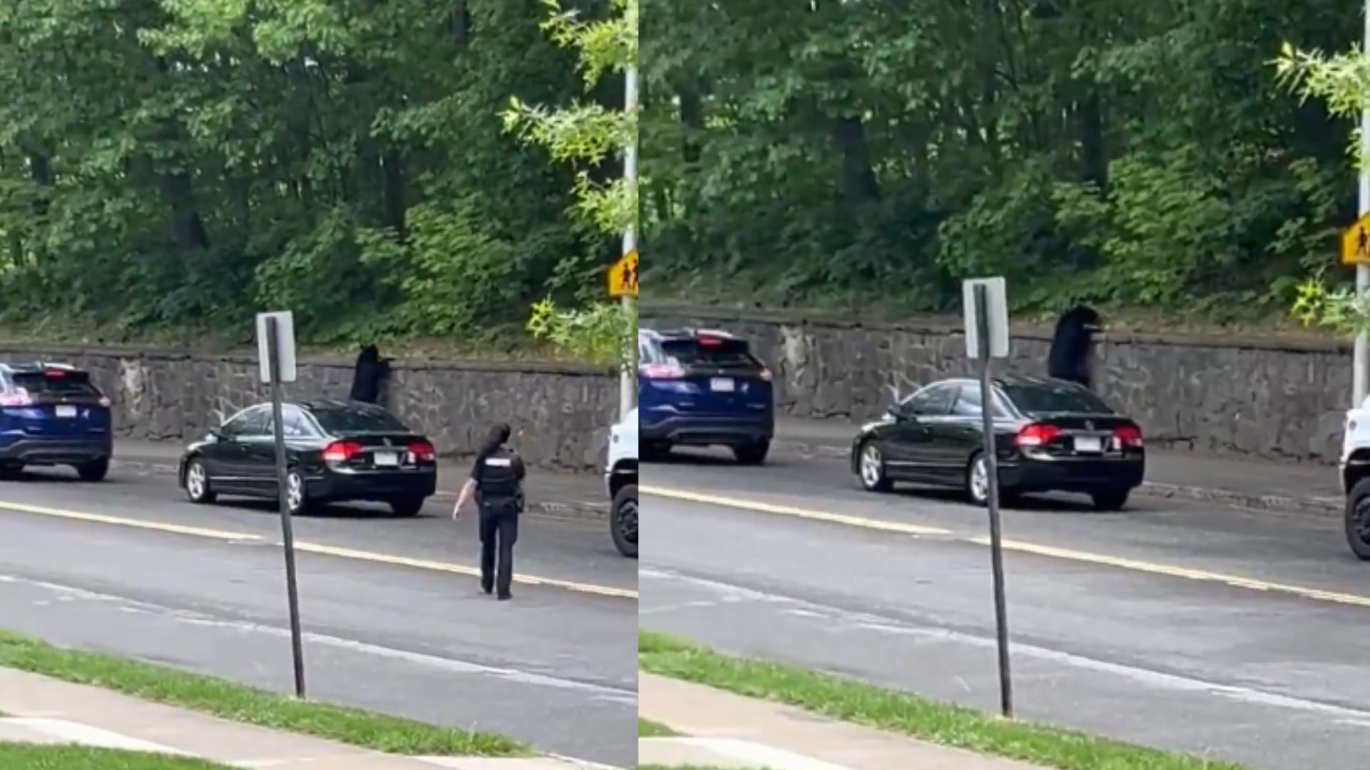 Black bear escapes into woods after video shows animal on Worcester streets