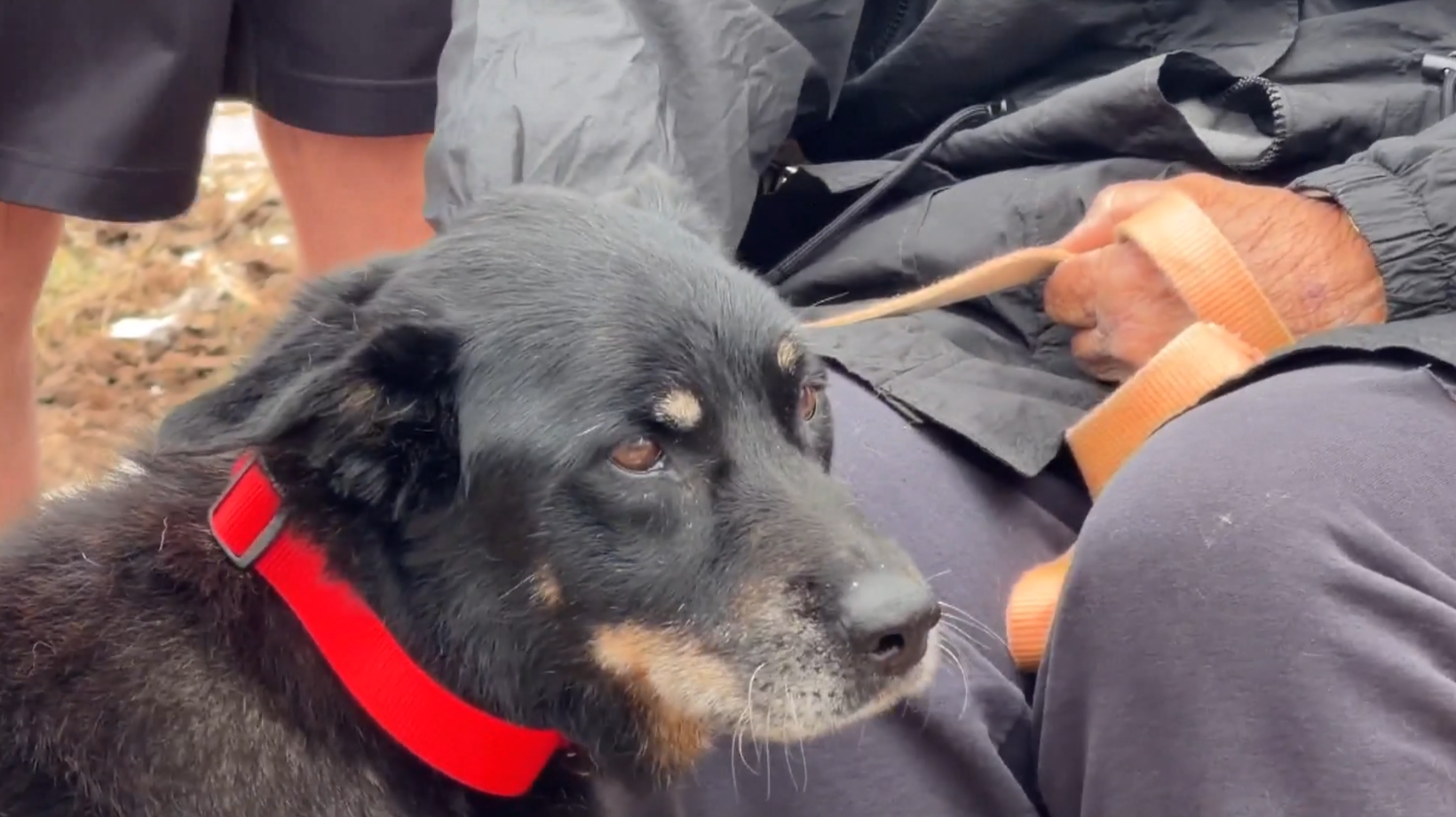 Dog survives 44 hours in rubble after EF-4 tornado levels homes in Oklahoma KOCO
