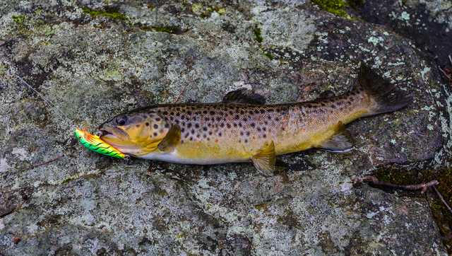 Trout fishing in Cambria County Pennsylvania: New regulations and minimum trout size