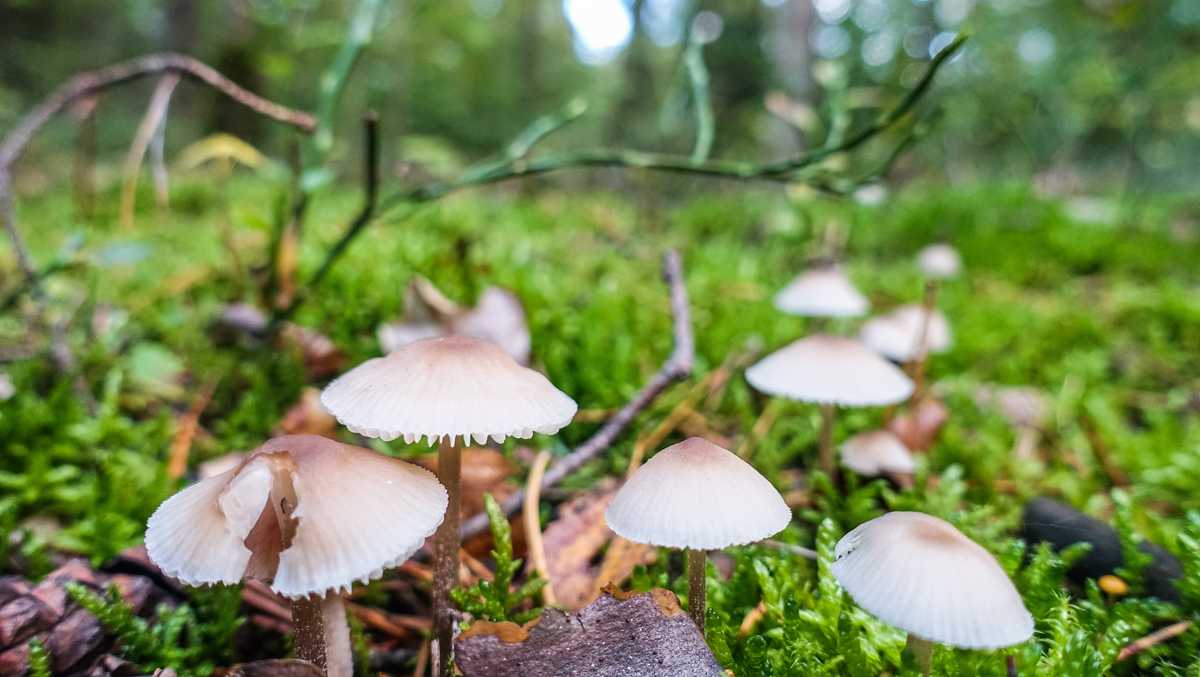 Officials warn of dangerous mushrooms sprouting across NMSU campus and Las Cruces