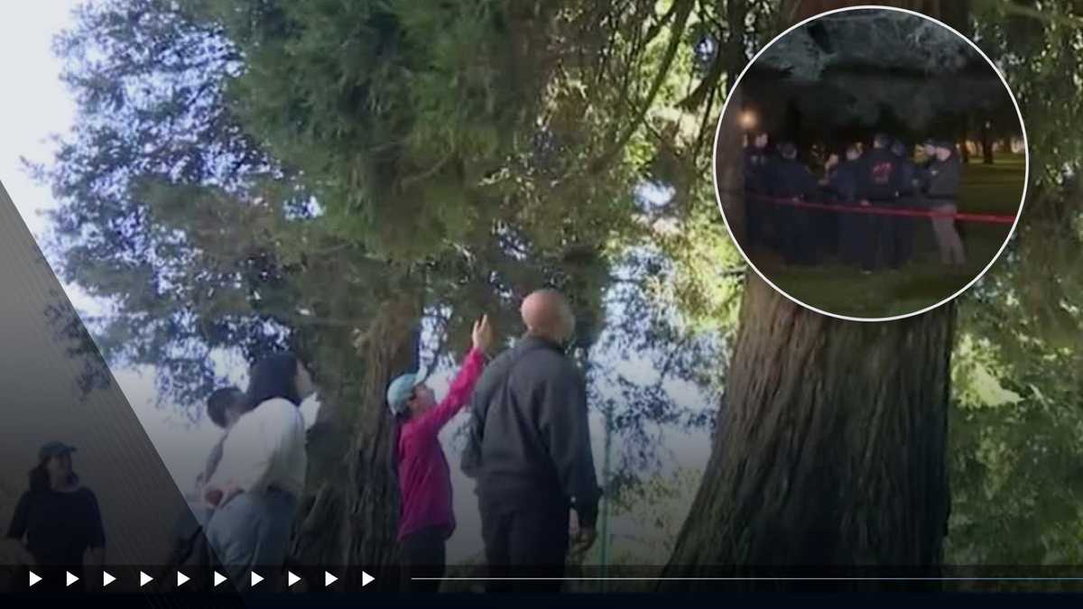 Mountain lion sighting in San Francisco's Panhandle neighborhood prompts alert to residents