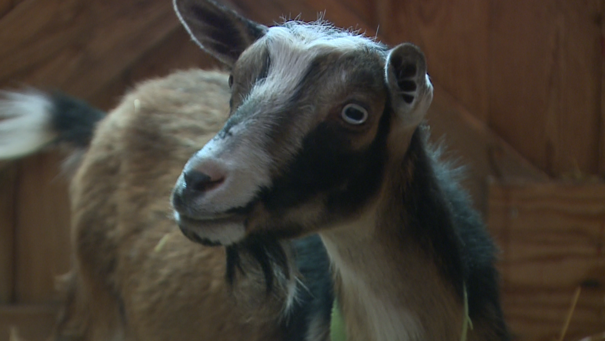 Farm's Derby Day benefit has the glamor with a distinct twist