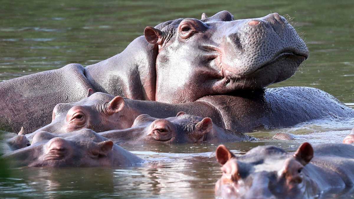 Indian billionaire heir offers to save 80 of Pablo Escobar's 'cocaine hippos' from Colombian cull