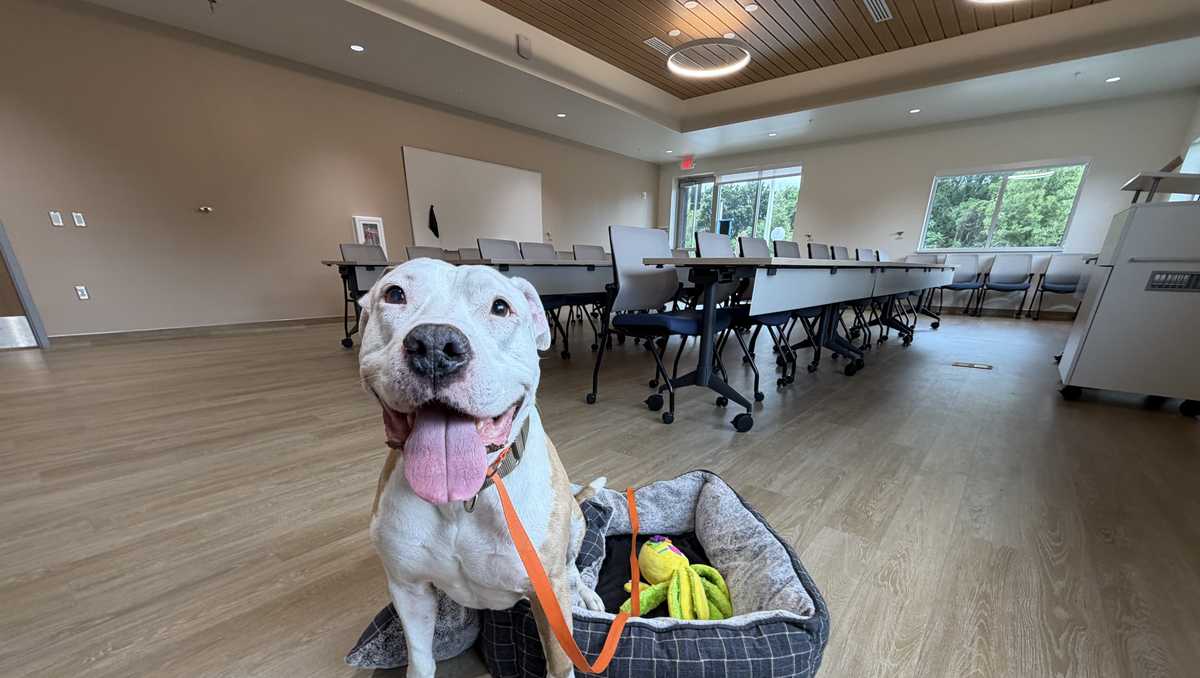 Orlando Pet Alliance opens new meeting space with adoptable pet 'cuddle time'