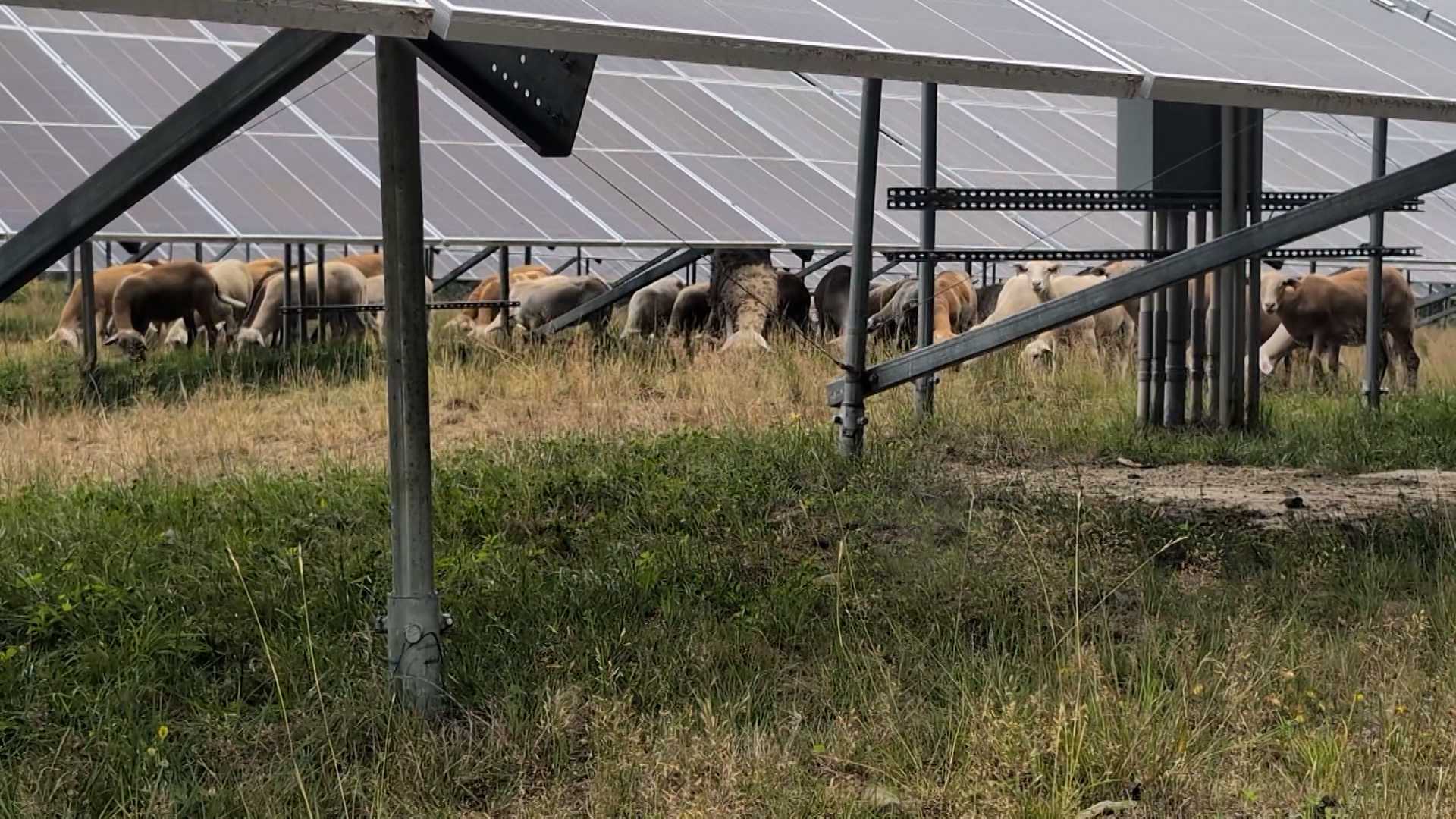 wmtw.com - Jamie Azulay - Solar companies use livestock from Maine farms for land management