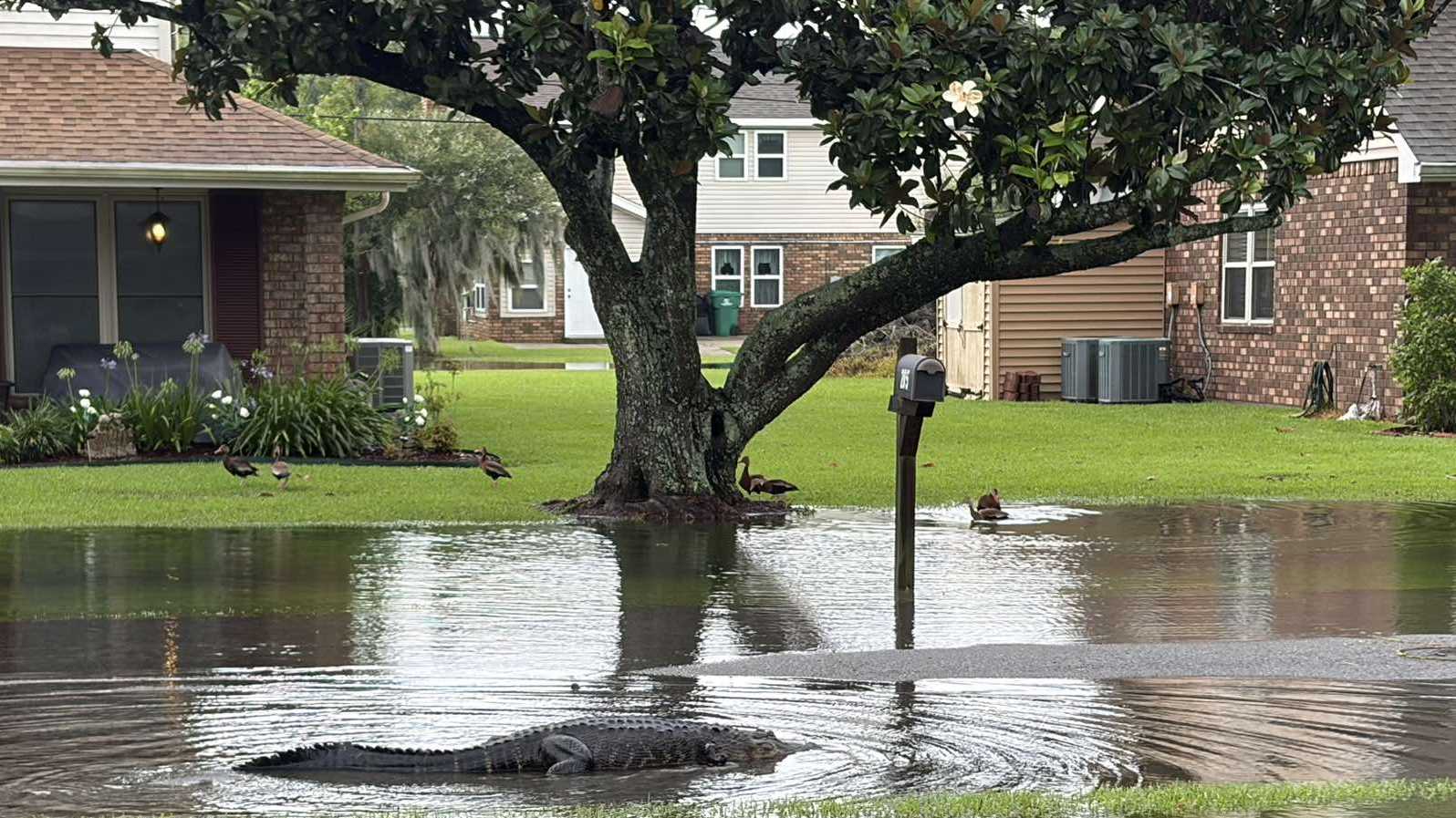 Video shows alligator lurking in Louisiana floodwaters