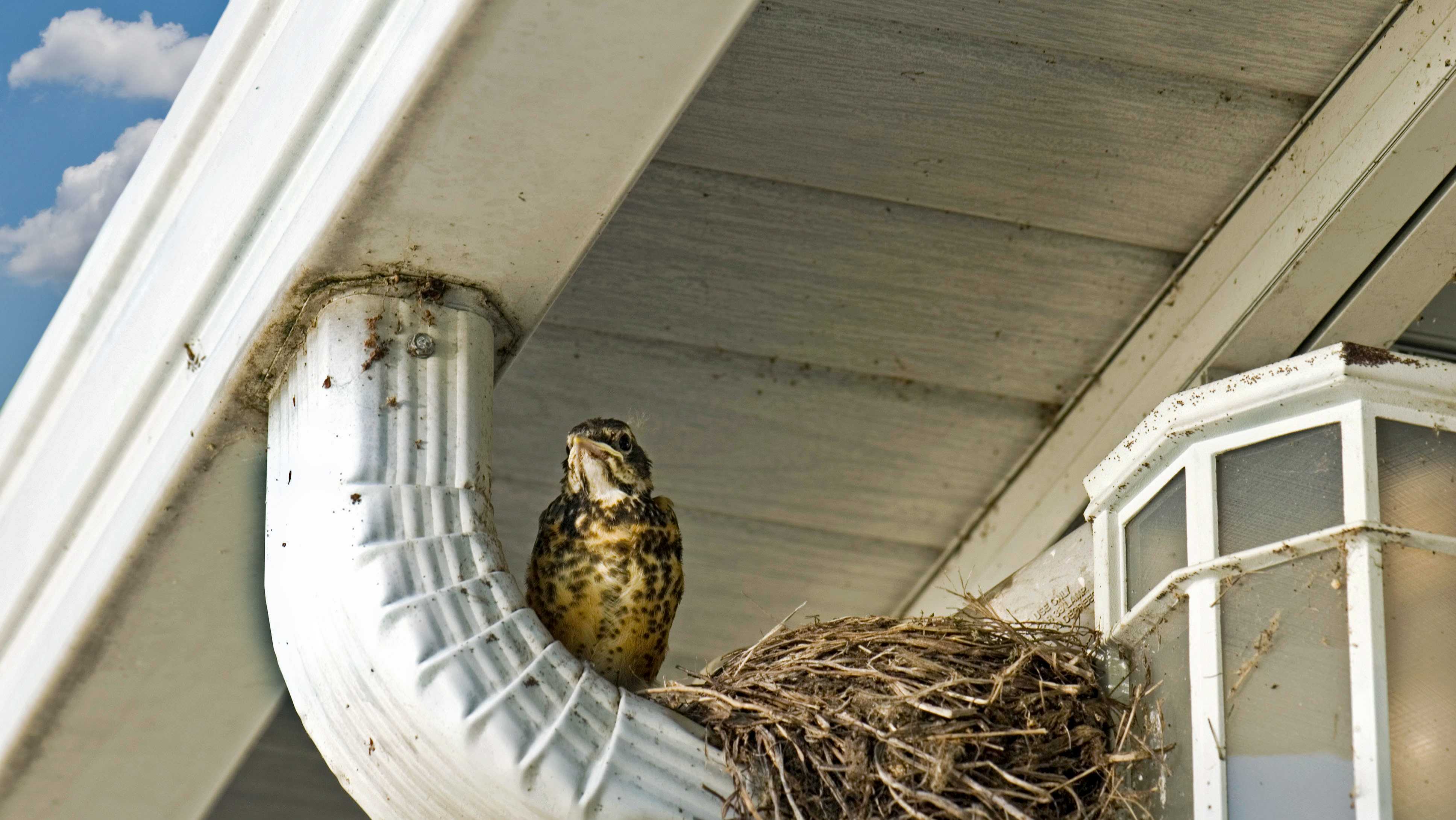Did you find an animal nesting near your house? Here's what to do