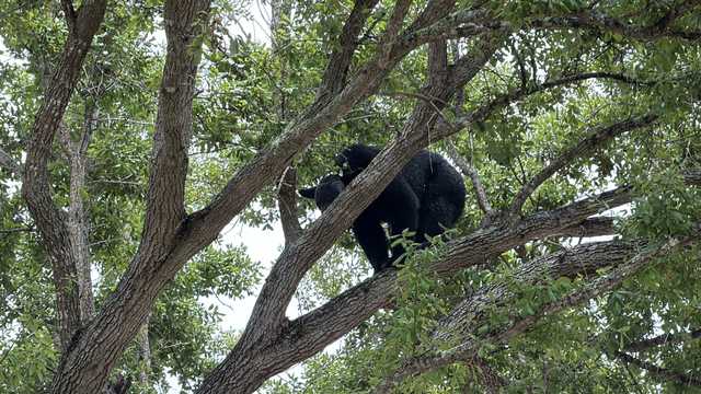 Young black bear comes down from tree near Tarpon Bay Blvd in Collier County after hours-long wait