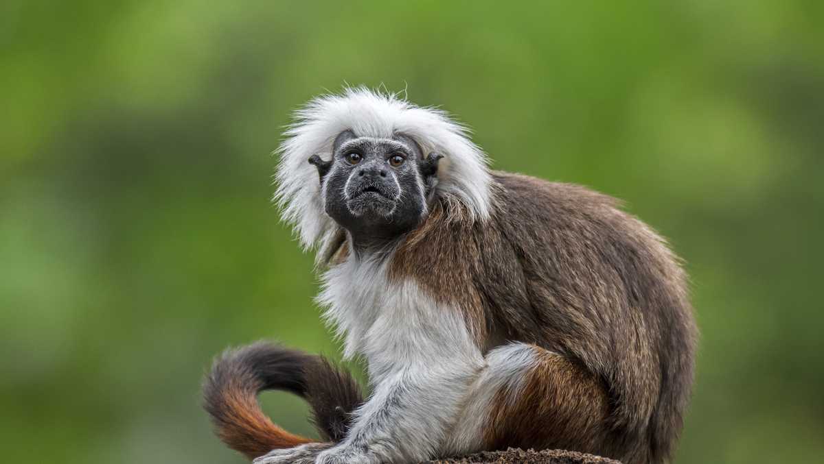 Tamarins rescued from exotic pet trade find new home and friend