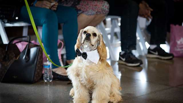 Fashion and FURiends fundraiser to benefit Humane Society of Oldham County May 17