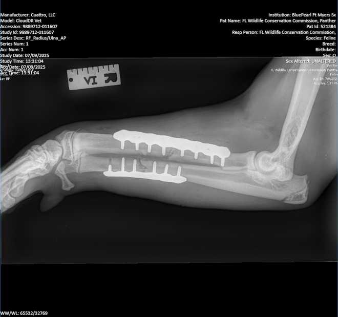 Broken panther leg