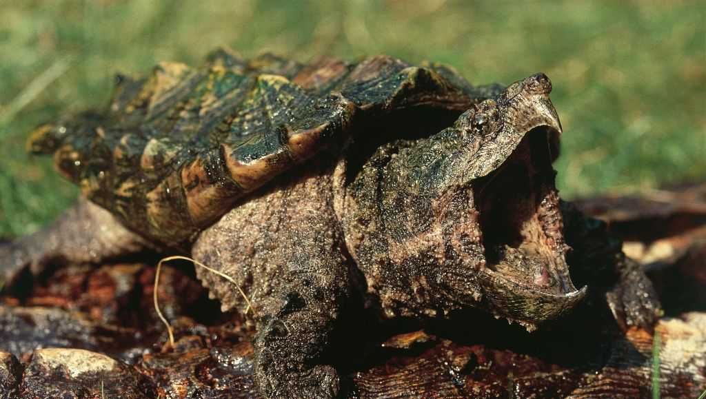 US cancels automatic protections for imperiled animals; Critics warn of extinctions