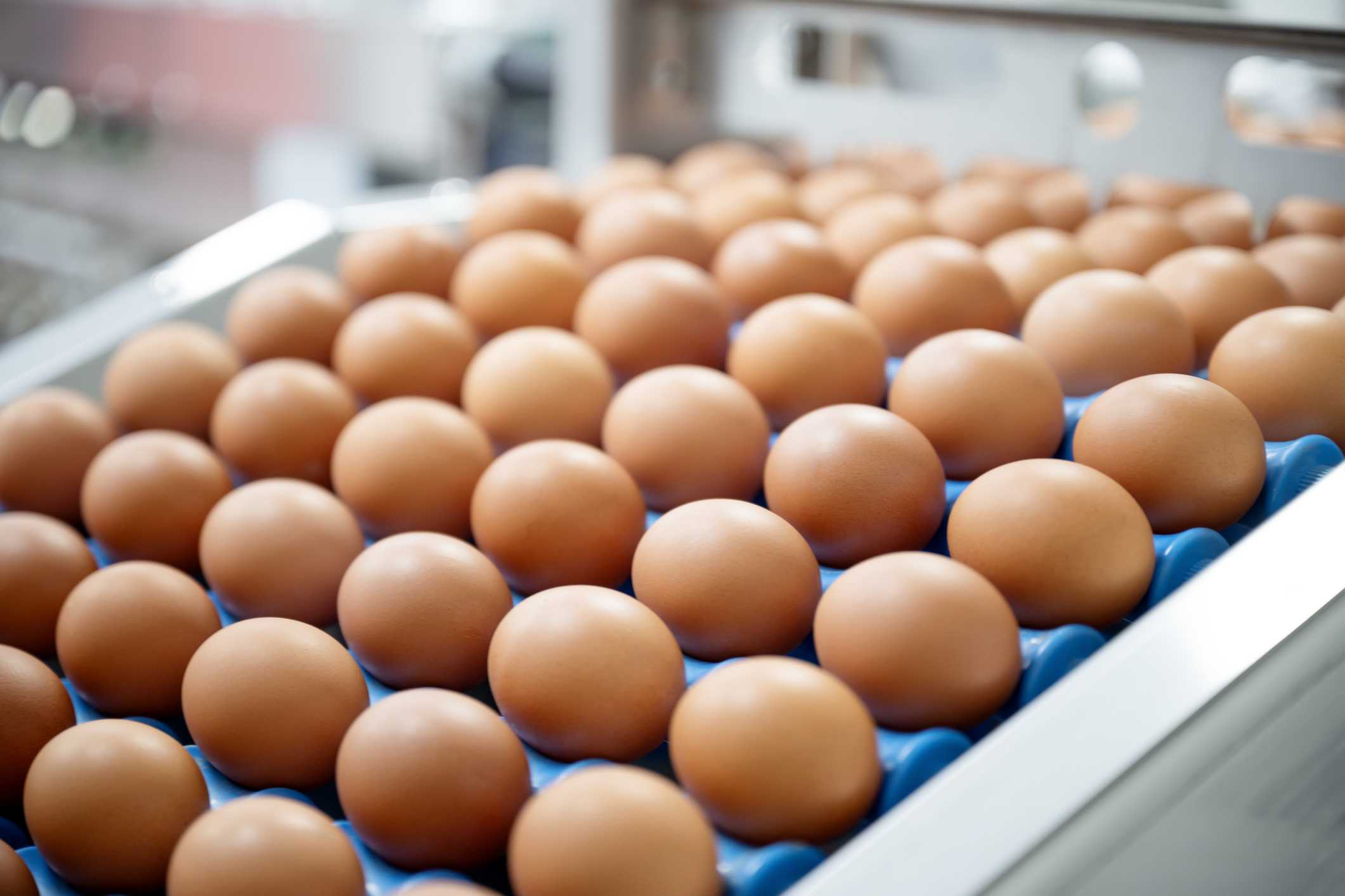 mynbc5.com - Megan Buckley - Vermont farm recalls eggs linked to Salmonella outbreak