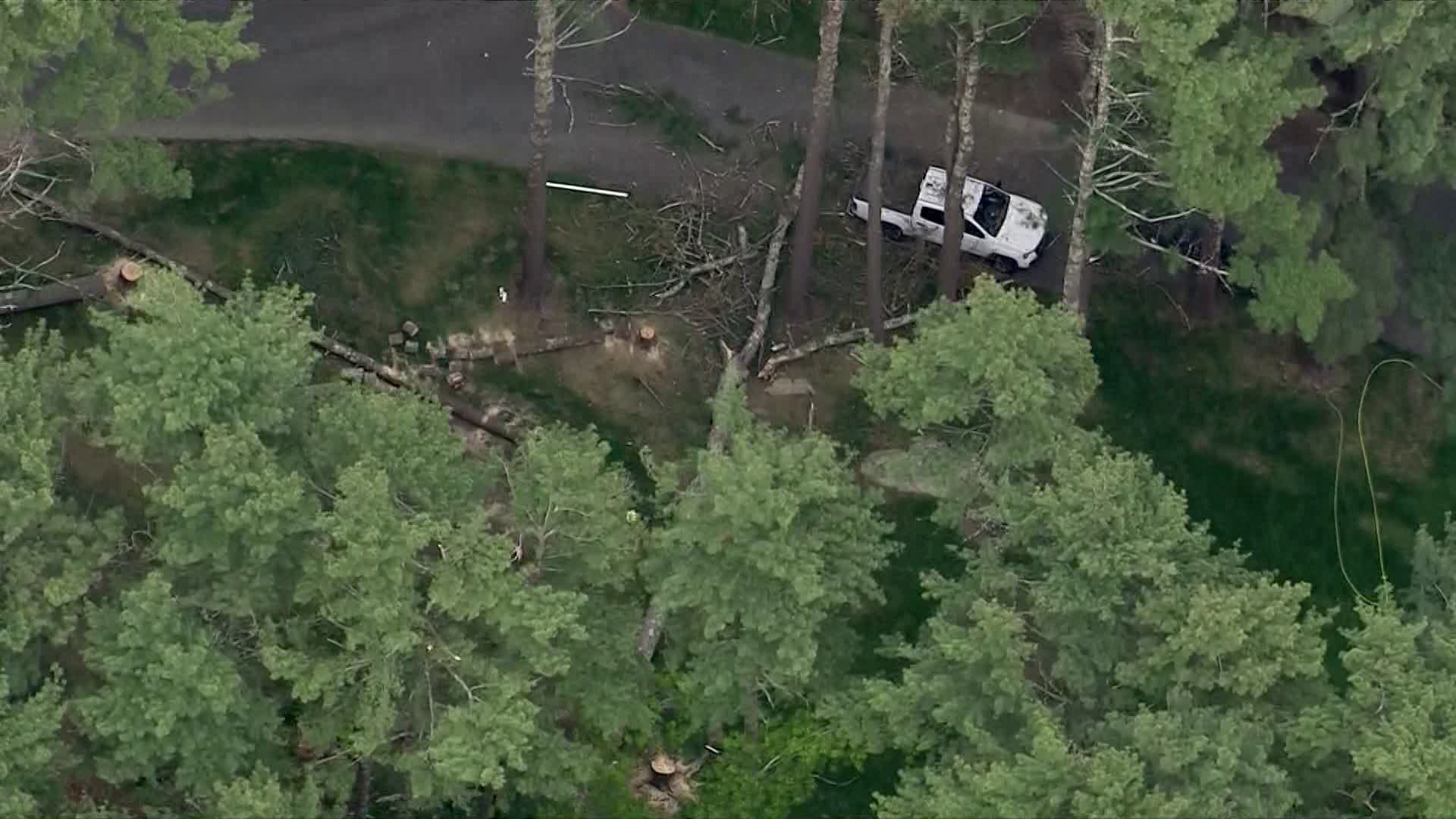 Falling tree strikes, kills man on the South Shore
