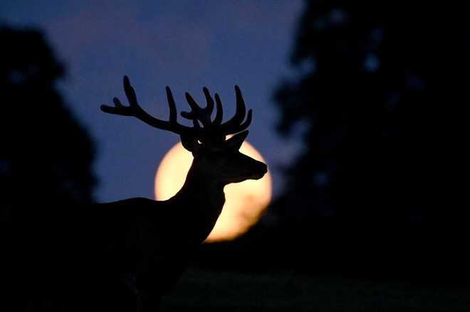 COPANHAGEN, DENMARK - JULY 14: A full super moon known as the "Buck Moon" is seen as a deer grazes outside the village of Taarbaek, some 15 km north of Copenhagen, on July 14, 2022. (Photo by Sergei Gapon/Anadolu Agency via Getty Images)