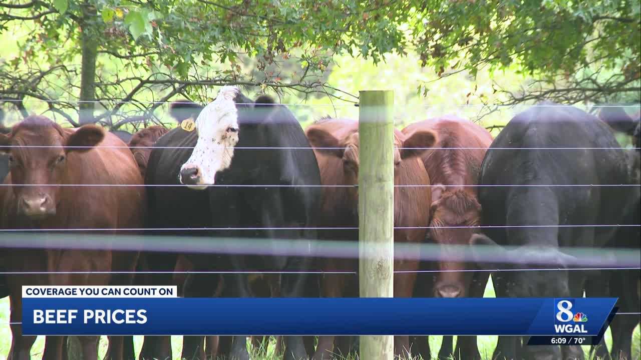 wgal.com - Morrissey Walsh - Beef imports fail to lower prices as shoppers turn to local farms
