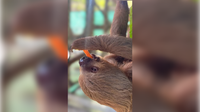 'Deeply saddened': Central Florida Zoo reports death of another 'Sloth World' rescue