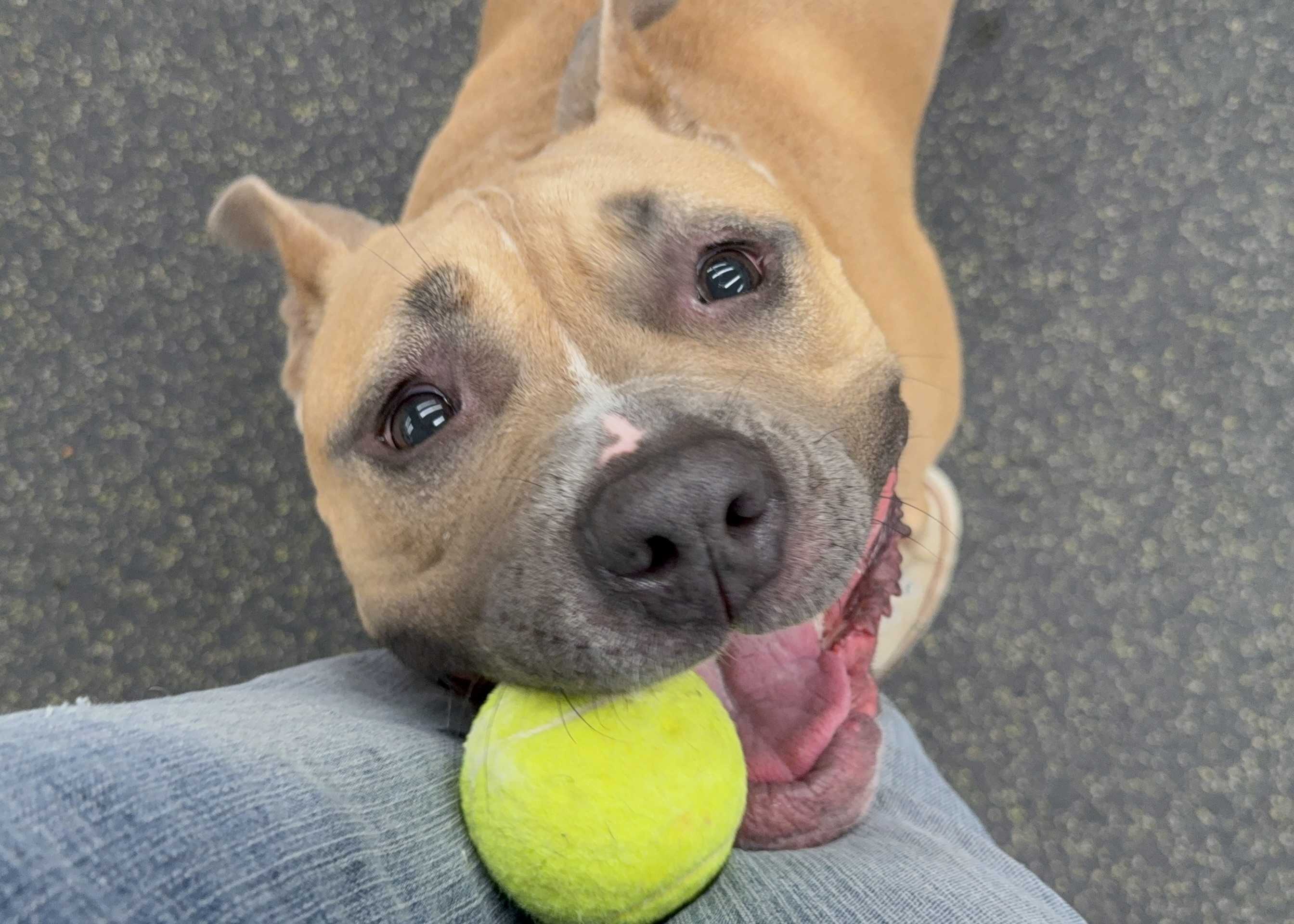 Huge snuggle bug: Meet Ruby, the Nebraska Humane Society's pet of the week