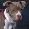 Meet Nevada, our Adoptable Pet of the Week