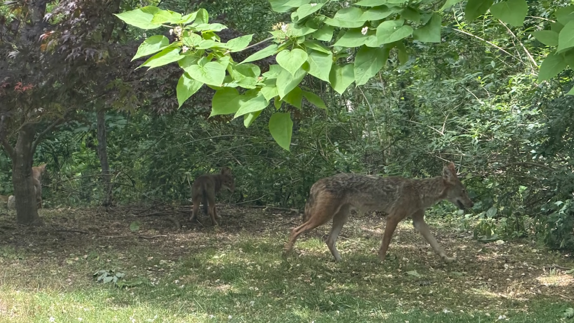 Lexington residents concerned after coyote encounters and dog attacks