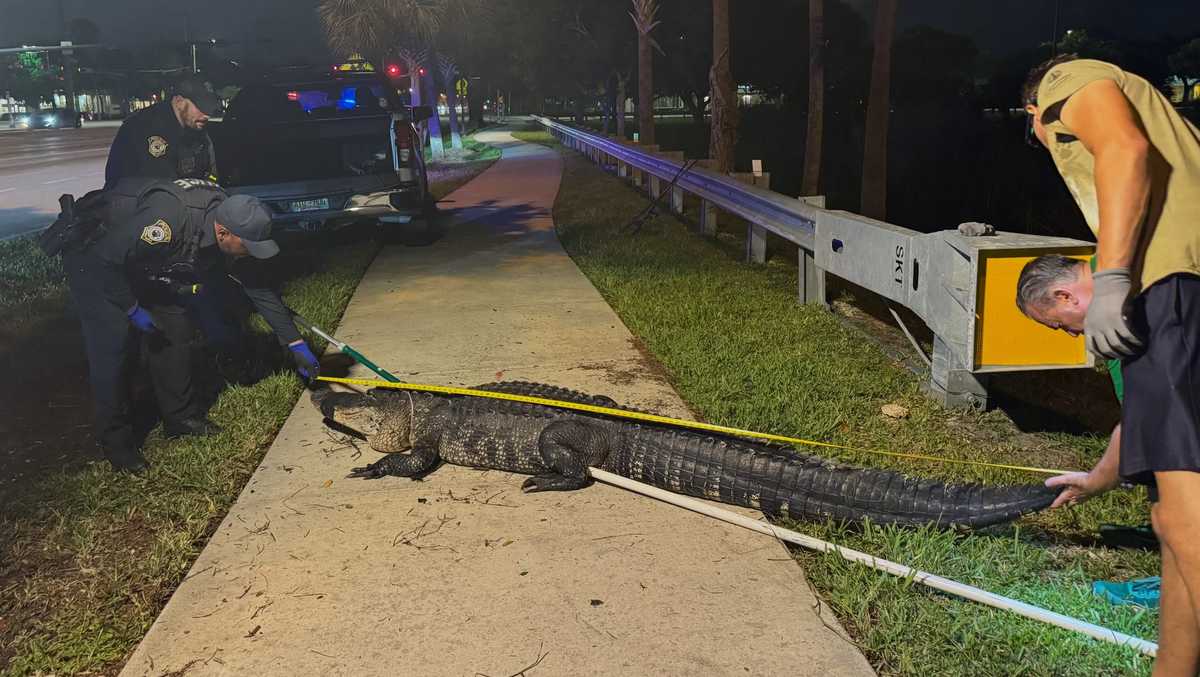 Alligator shows up near Coconut Creek High School