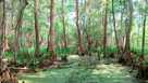 Jean Lafitte National Historical Park and Preserve
