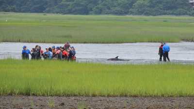 Seven stranded dolphins rescued and returned to the ocean after Cape Cod responsewdsu