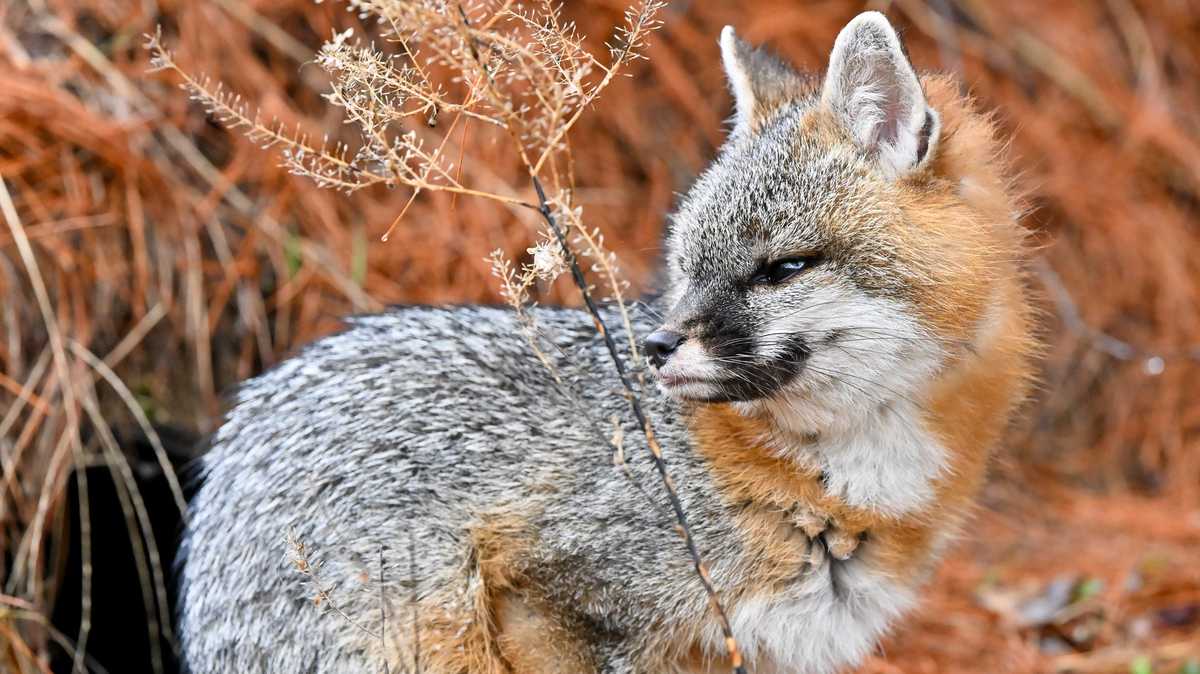 Maine Wildlife Park welcomes new gray fox