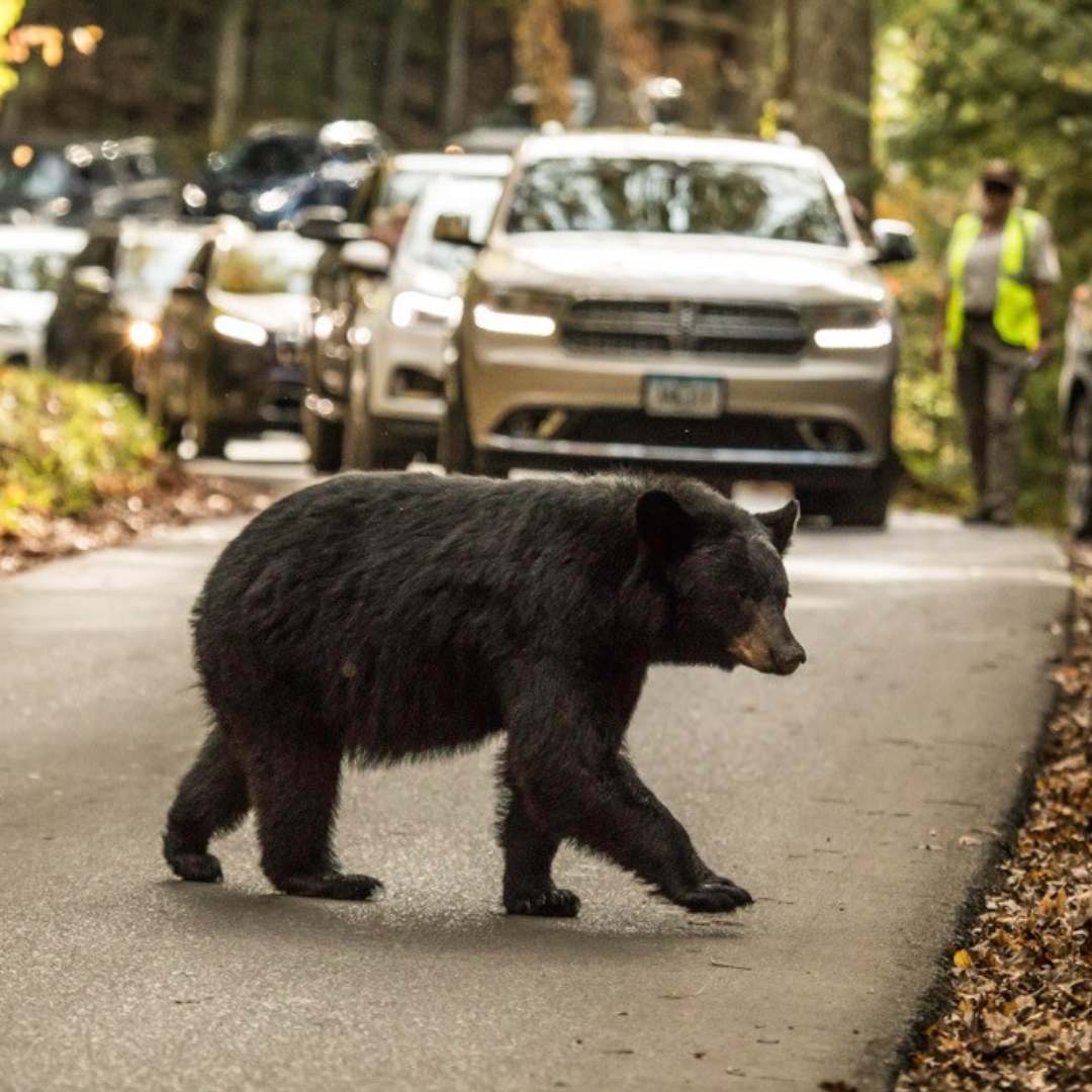 Deputies warn drivers after crash involving bear
