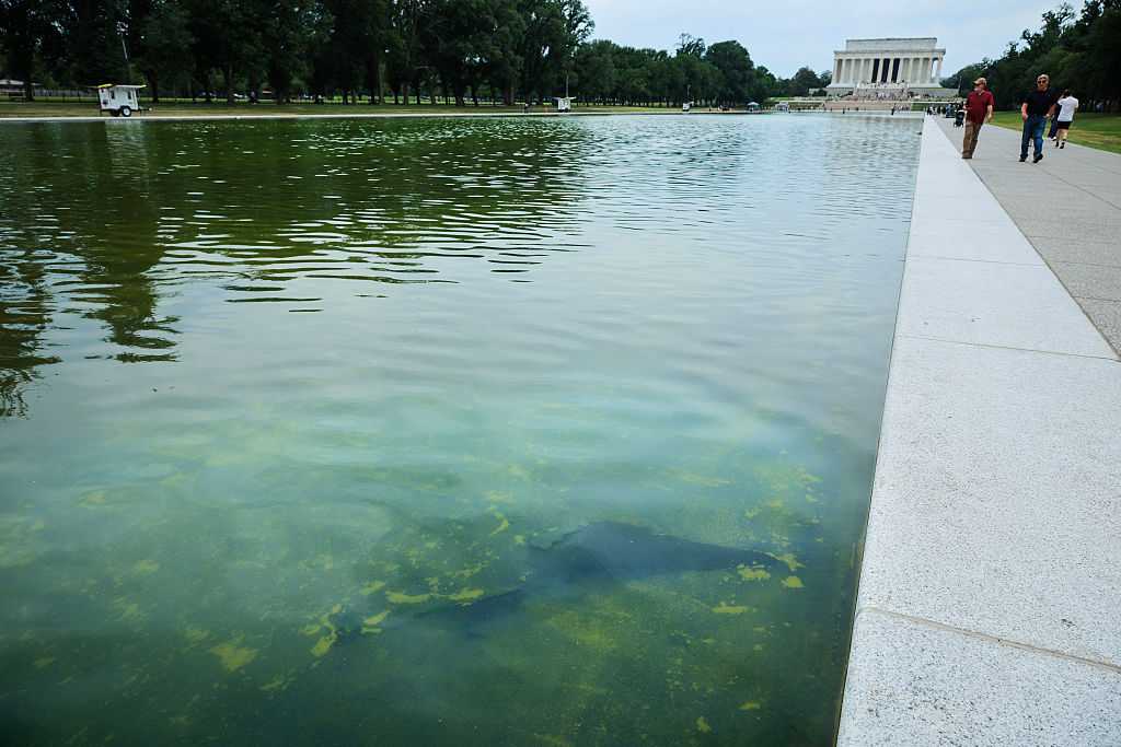 Blue material peeling off bottom of Reflecting Pool, days after completion of costly renovation