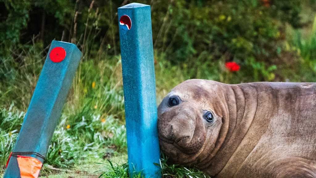 Australian officials ask fans to respect privacy of Neil, a 1-ton seal who respects nothing
