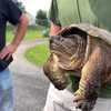 Rescuers celebrate recovery of 30-year-old turtle hit by a car in Adams County