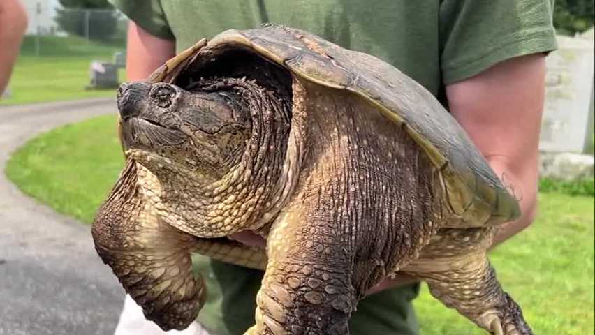 Injured snapping turtle Dino returns to the wild after surgery
