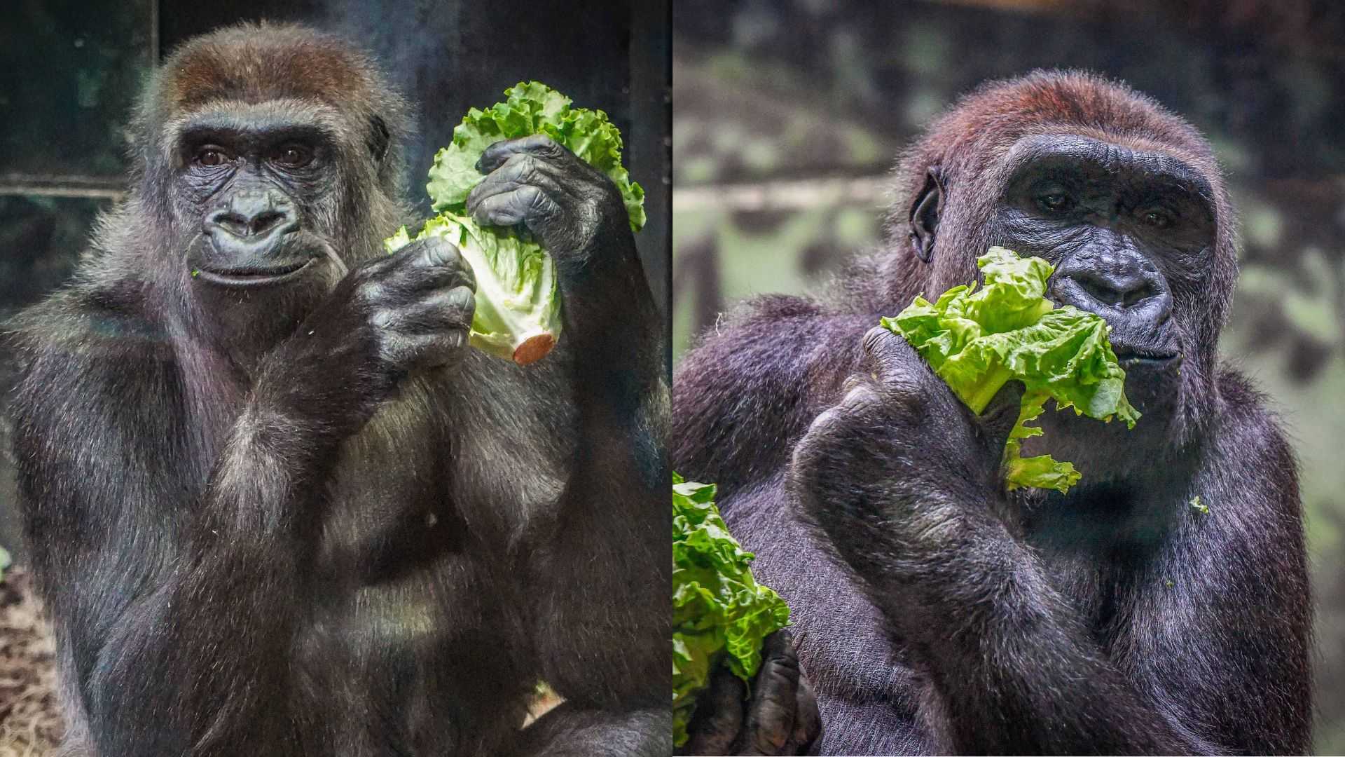 Louisville Zoo welcomes 2 gorillas, half-sisters, from Tennessee
