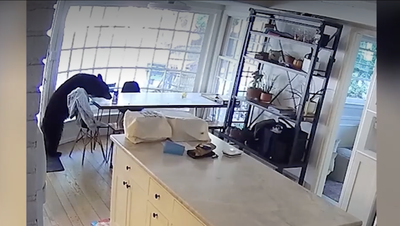 Colorado family wakes to bear having ‘breakfast’ in their kitchen, dragging trash out the doorwdsu
