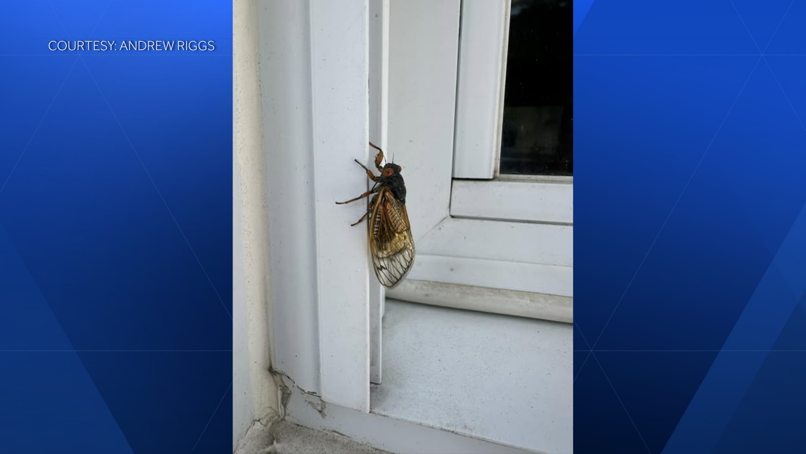 Seeing cicadas? Few cicadas possible in Cincinnati this month
