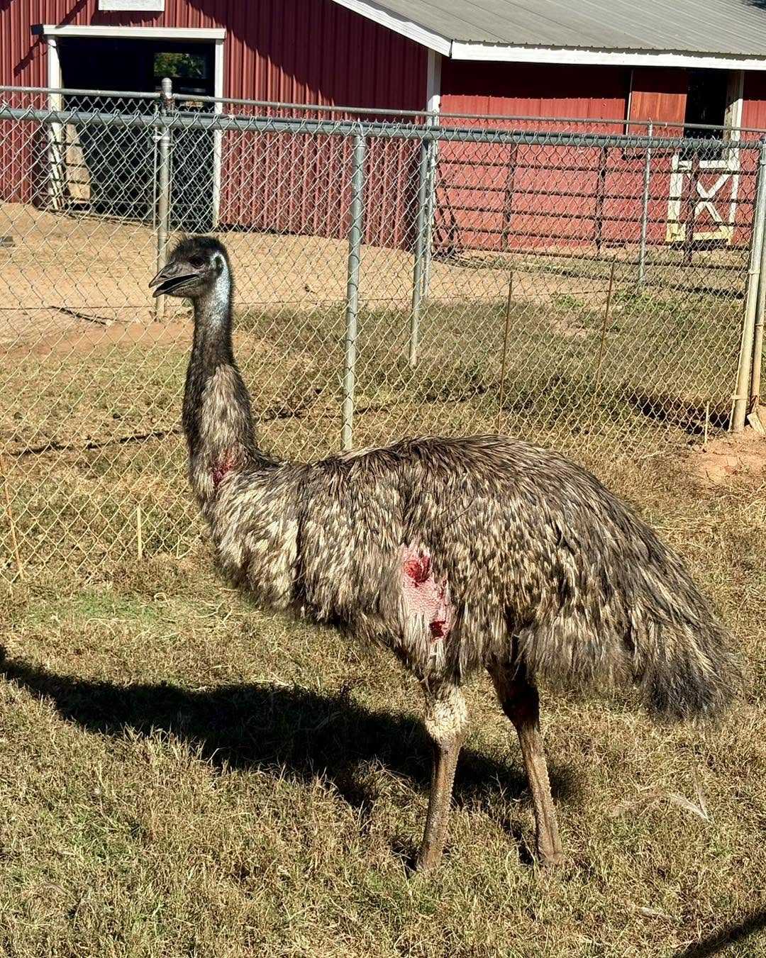 Emu Control Injured emu found in Anderson County; deputies search for owner - WYFF