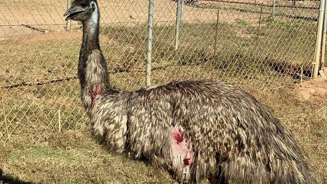 Emu Control Injured emu found in Anderson County; deputies search for owner - WYFF